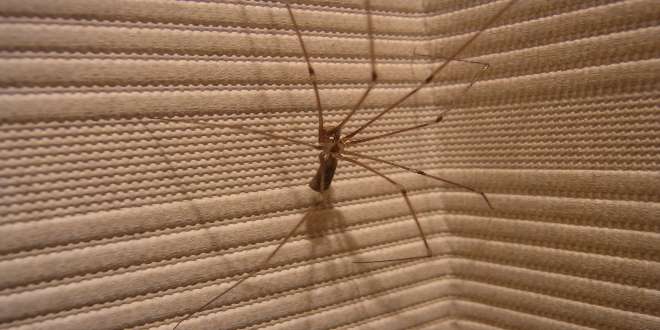 Pholcus phalangioides